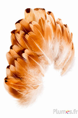 Fazant van Colchis - gebleekt - 3-6 cm - goudcrème